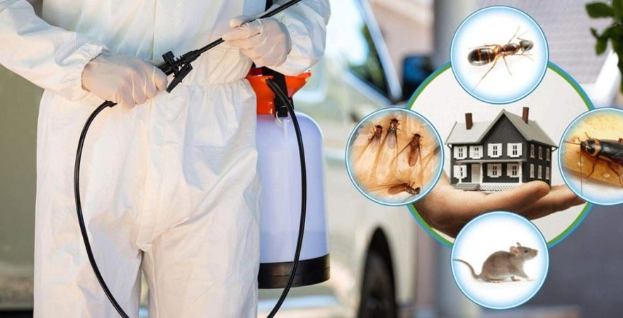 Beşiktaş Böcek İlaçlama